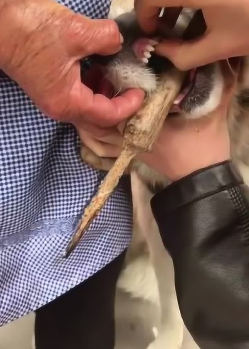 狗狗吃东西塞牙缝了,爸爸的做法太简单粗暴!