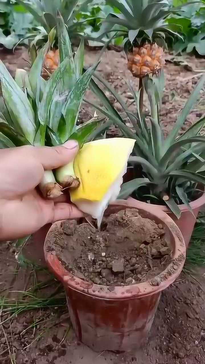 菠萝原来是这样种植的难得一见