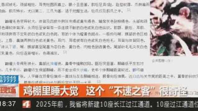 乐山:鸡棚里睡大觉,这个“不速之客”很奇怪,牙齿爪子都很锋利