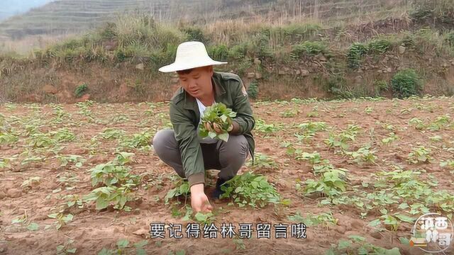 连续下雨,地里长出往年遗漏的种子苗,林哥摘了一大些回去真过瘾