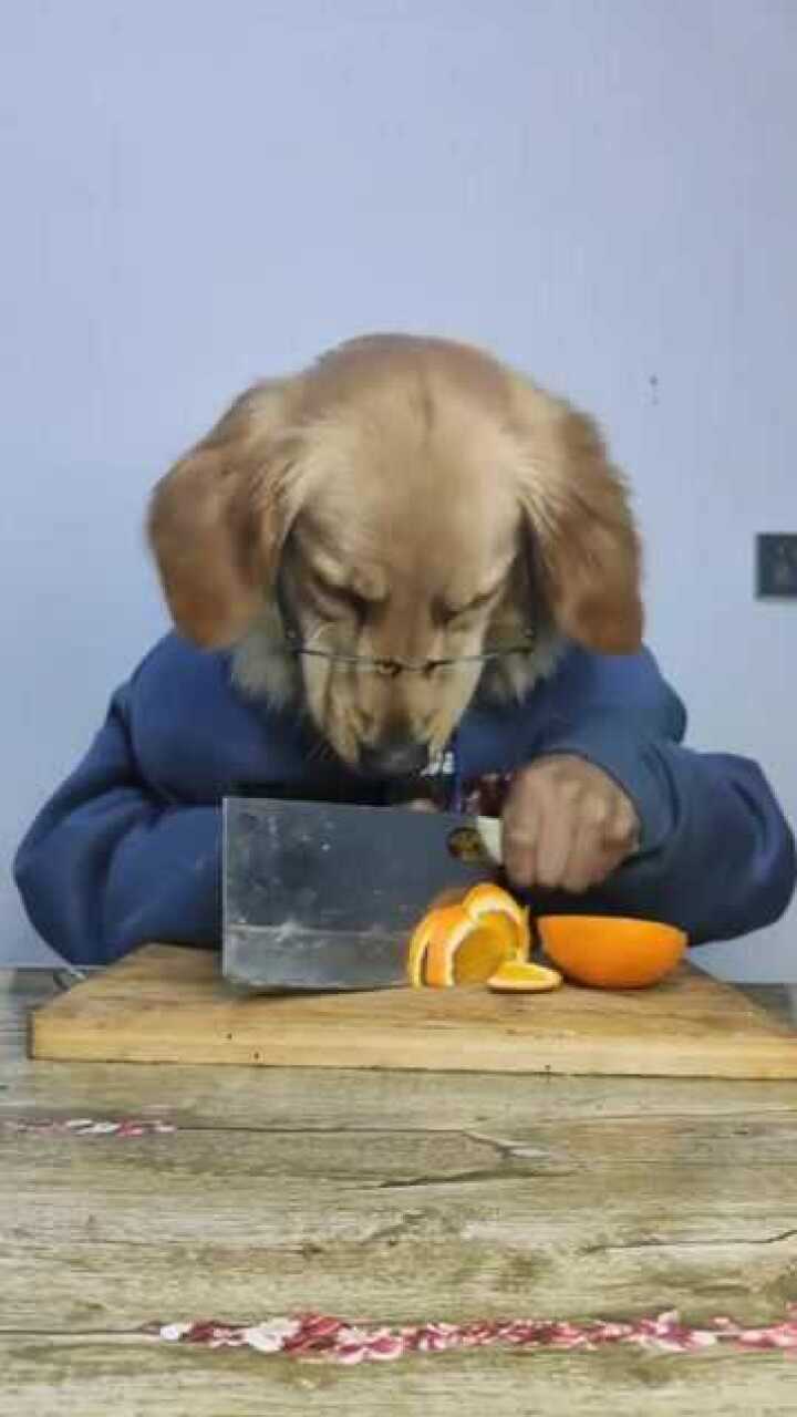 狗头人身的狗头先生!