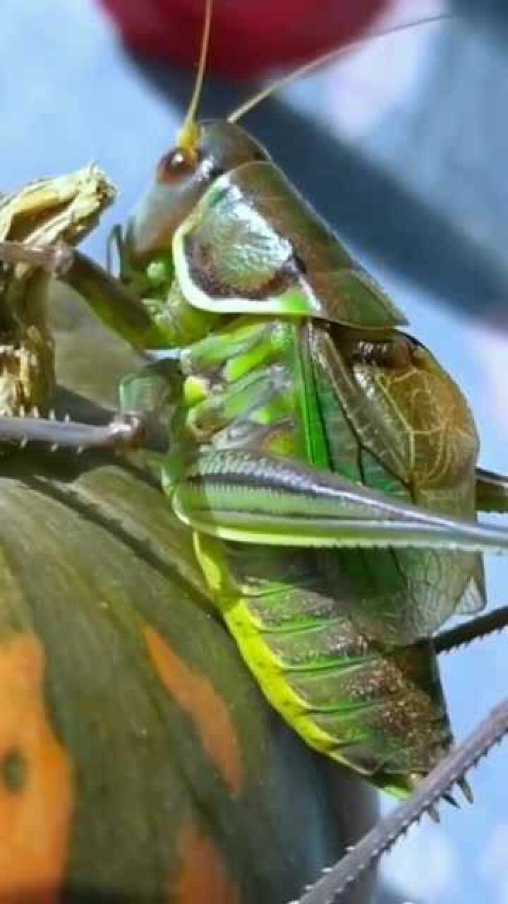 翠绿色的蝈蝈不仅颜色好看叫声也是非常的迷人啊