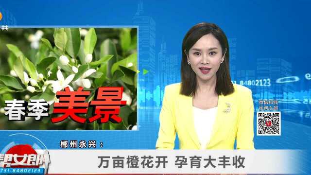 (春季美景)郴州永兴:万亩橙花开 孕育大丰收