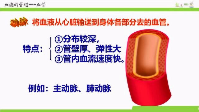 人教版七年级生物下册 44.2 血流的管道血管