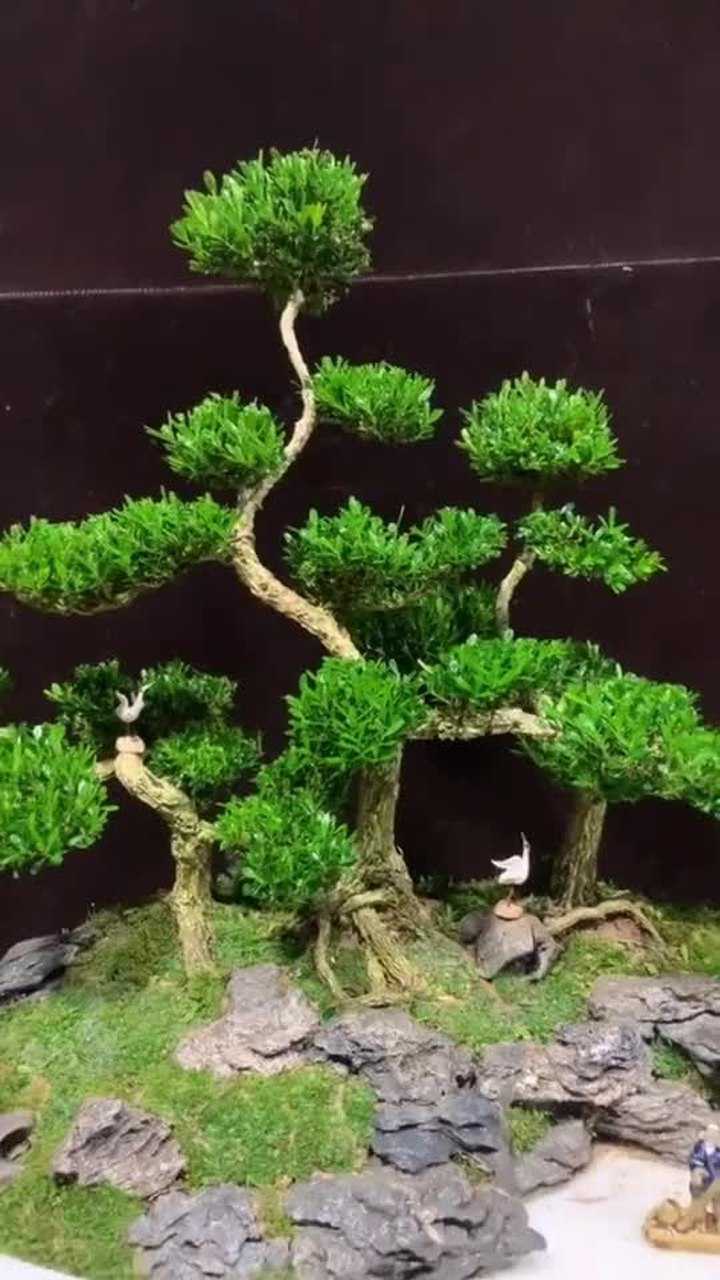 生旱盆景雀舌黄杨
