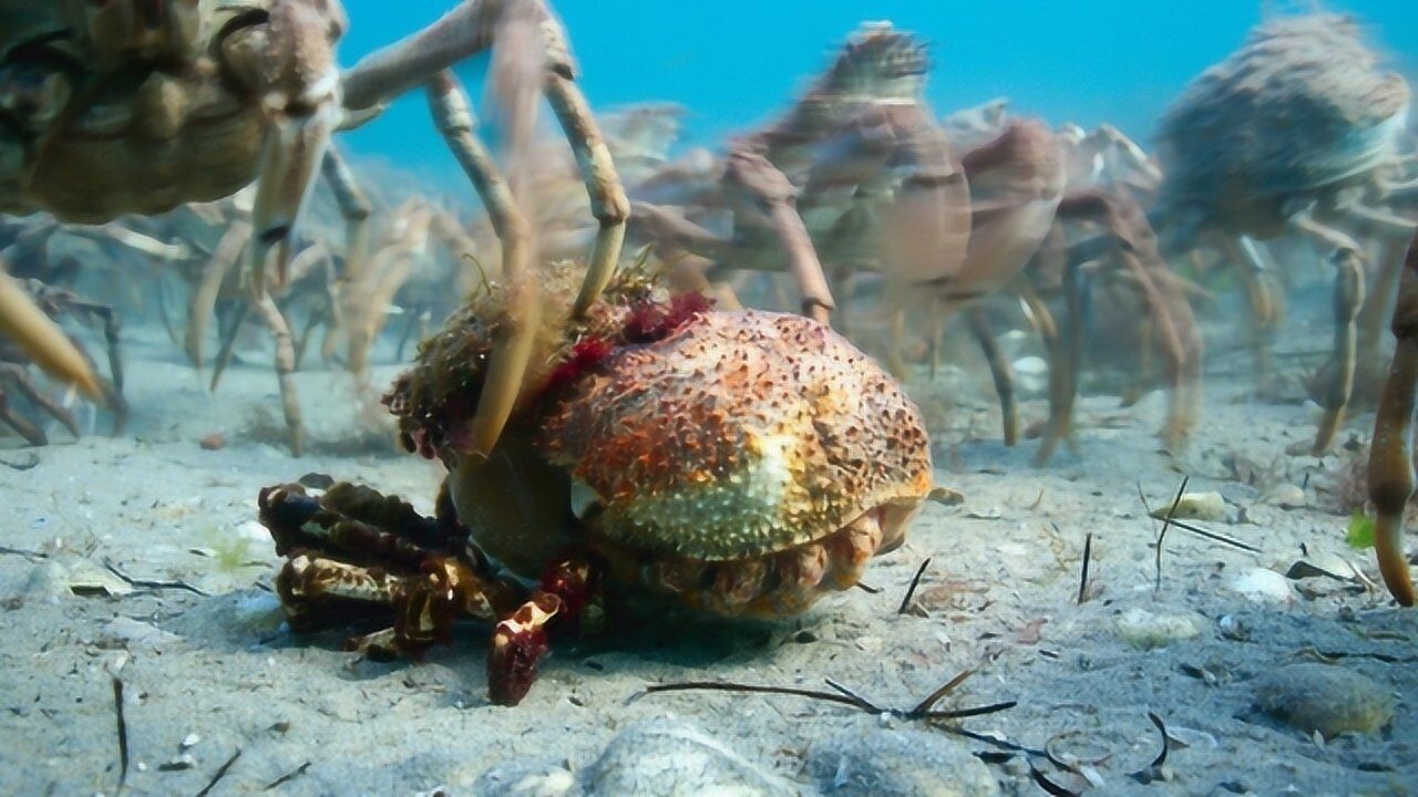 世界上最大的螃蟹,大量聚集在海底,实在是太壮观了