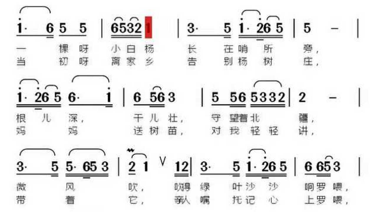 《小白杨》有声简谱