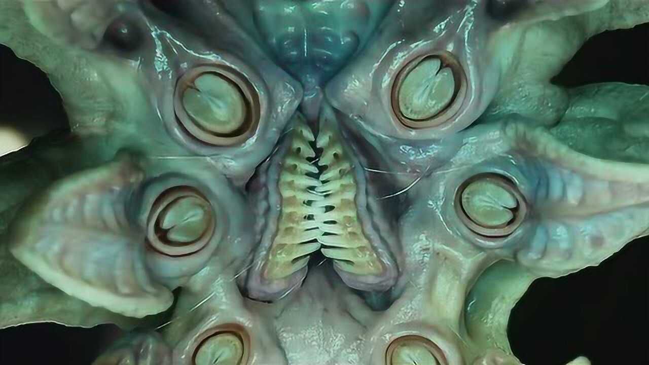 章鱼恐怖可怕图片