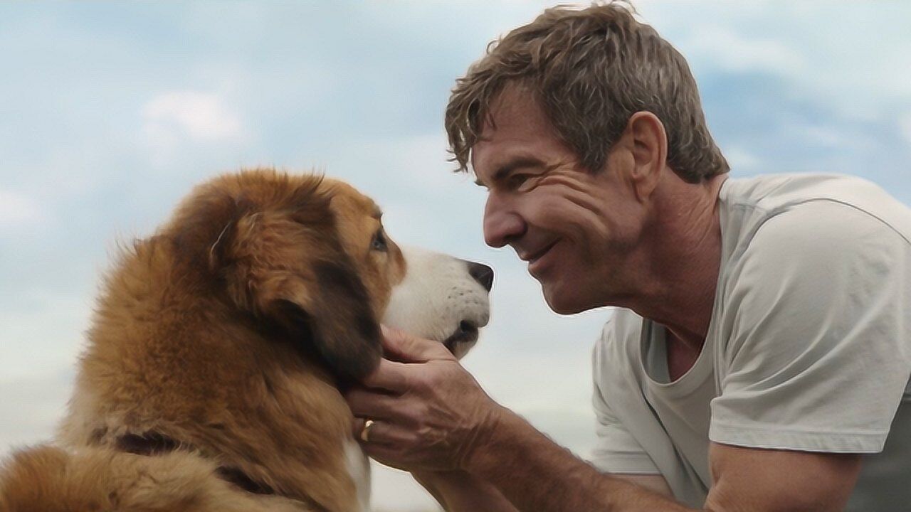 《一条狗的使命》感动十亿人电影,狗狗不断转世轮回,只为陪小主人成长