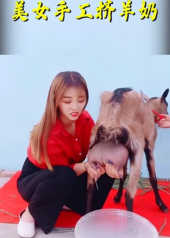农村美女手工挤羊奶,自给自足就是好,看着手感挺不错