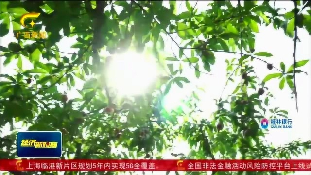 河池天峨:2.4万亩油桃抢“鲜”上市 客商慕名洽谈果农笑