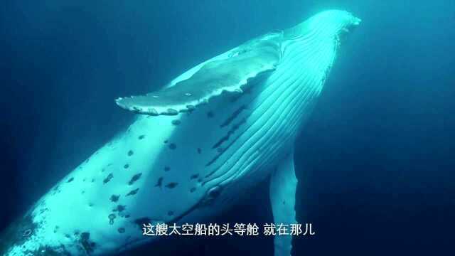 Parley for the oceans 为海洋发声