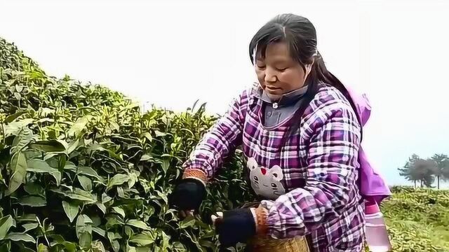 参观游览陕南那座因茶兴业因茶致富的小山村