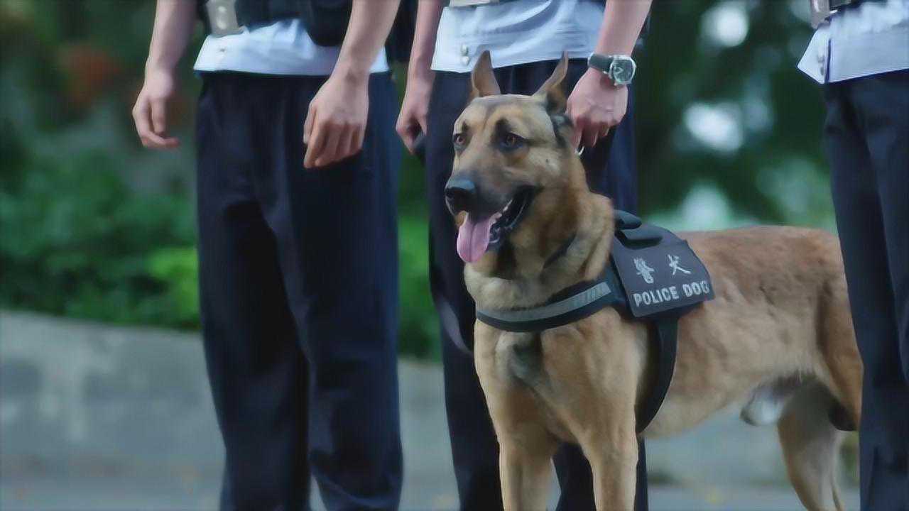 警犬来啦:警犬华哨认出罪犯,民警却没认出,这反应绝了