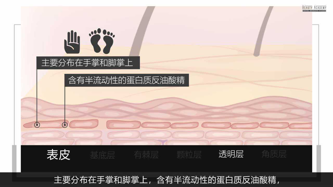 表皮的结构2_腾讯视频