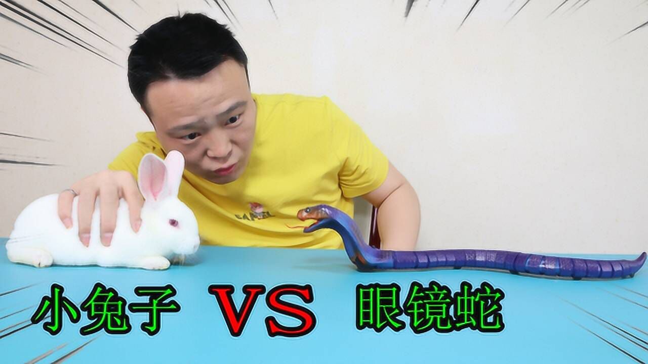 小浪哥花66块钱开箱仿真眼镜蛇和小兔子放在一起会发生什么