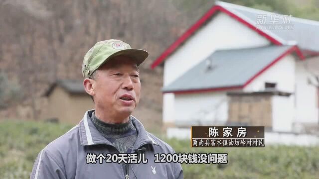 商南茶让荒郊野岭变身青山绿水