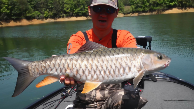 夏利俊陡水湖飞潜钓获军鱼记录鱼