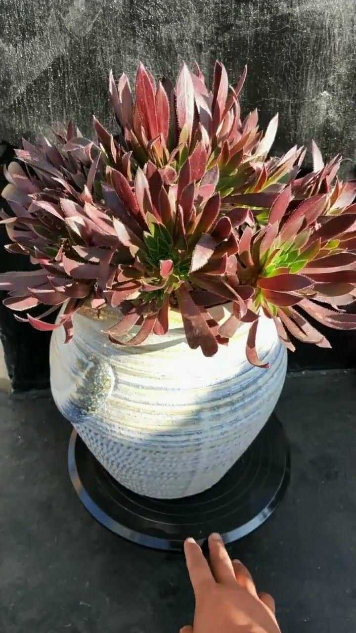 火凤凰多肉到了夏季会更漂亮它的色泽很鲜艳