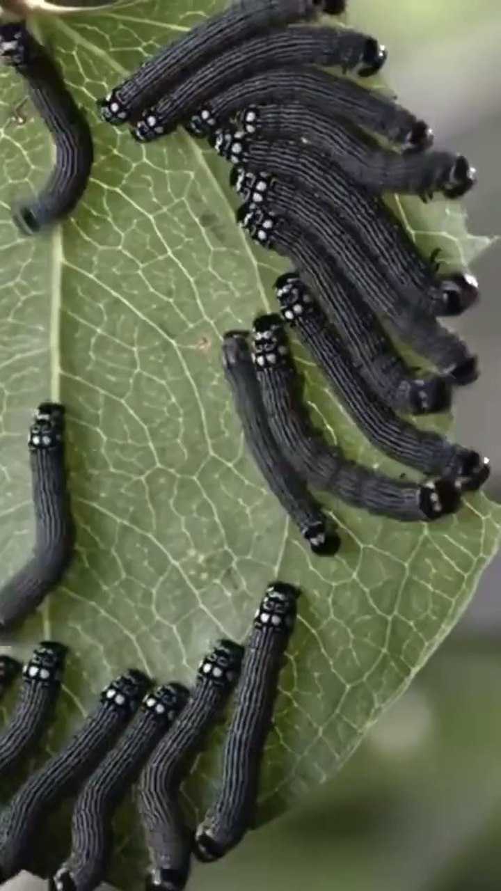 飞蛾幼虫大型聚餐活动!