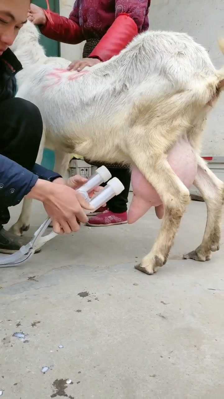 买了挤羊奶神器,终于可以解放双手了真好!