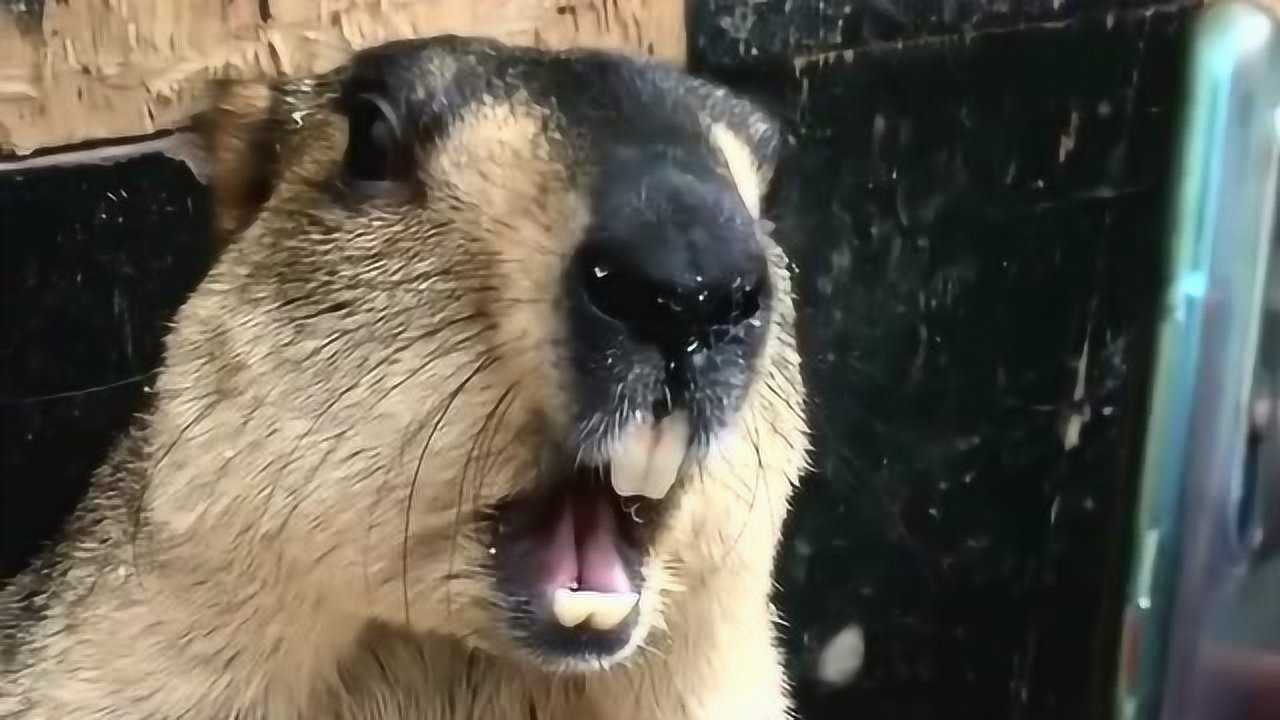 土拨鼠不会啊的那样叫唯独这惊讶的表情是真的太可爱了