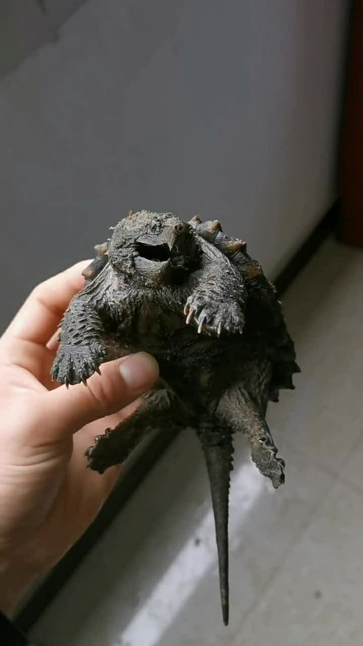 鳄龟养到这种个头刚刚好而且它也不会乱咬人