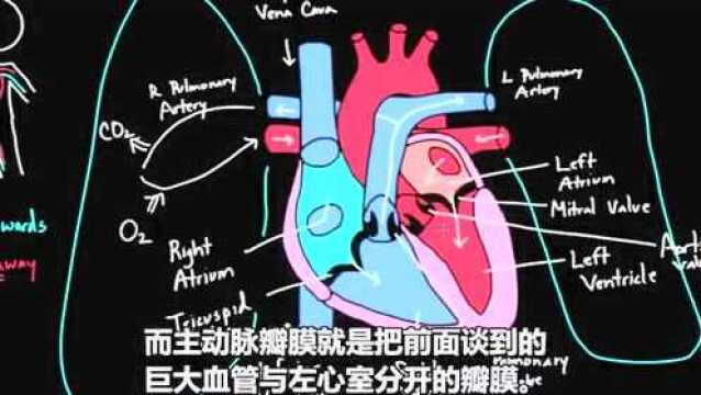 科普:心脏的工作原理 ,超酷的医学视频,心脏的工作原理