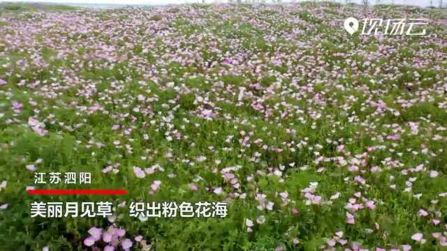 江苏泗阳:美丽月见草织出粉色花海