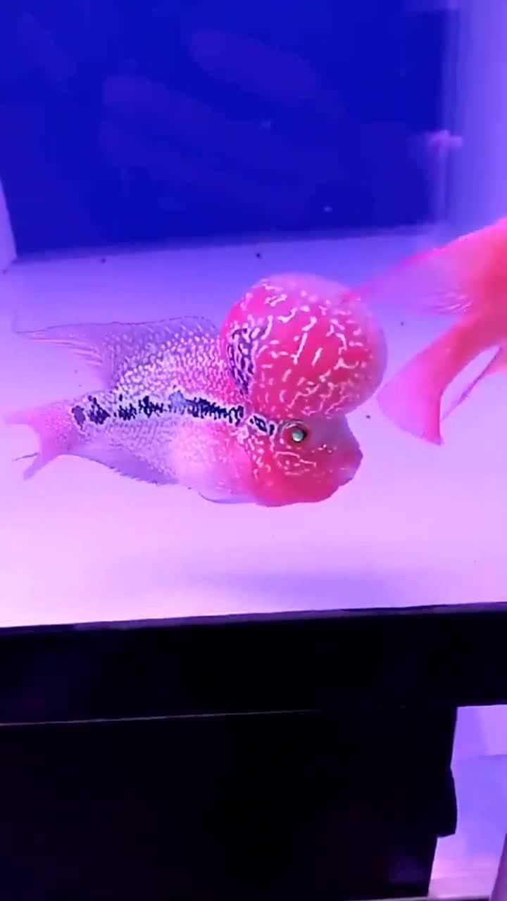 鱼友把罗汉鱼和鹦鹉鱼放在一起混养罗汉鱼追着鹦鹉鱼的尾巴咬