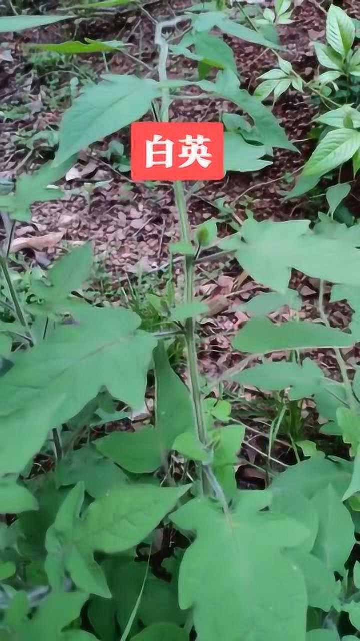 学名:白英,又是常见的,可价值不小,有了解它的吗?