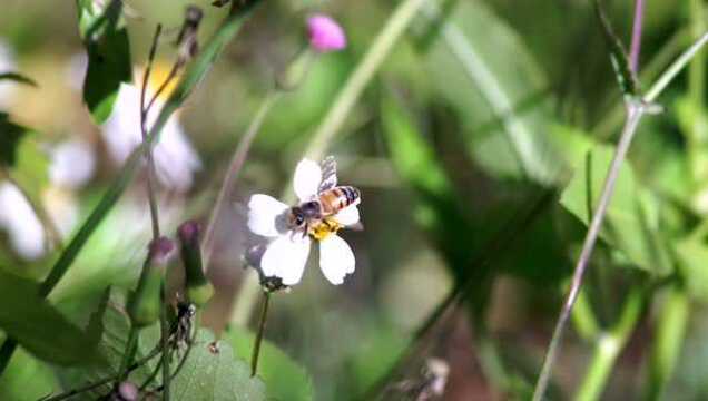 蜜蜂采蜜是如何