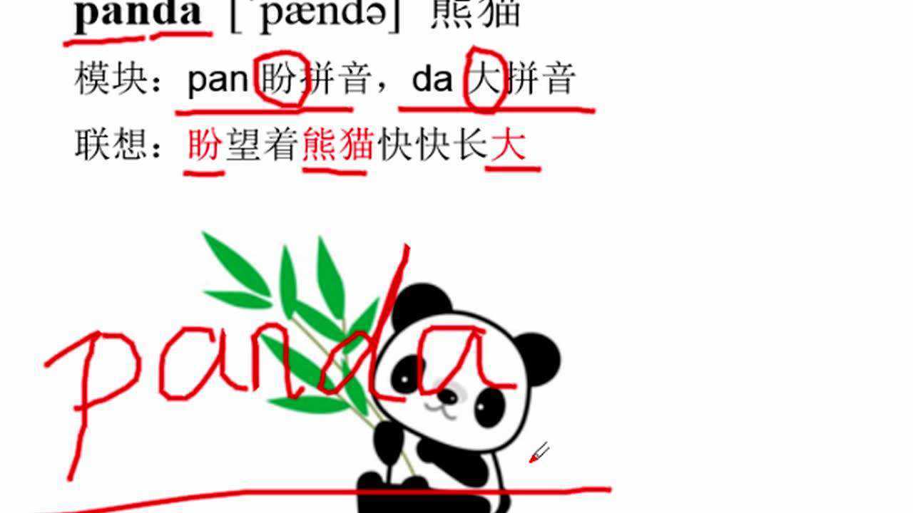 熊猫panda英语单词趣味讲解,幼儿英语动物单词全脑记忆