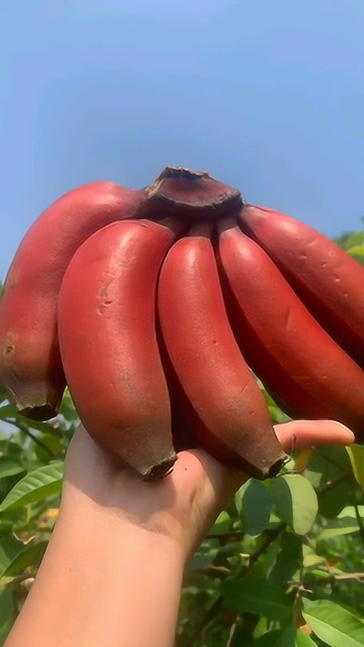 红色皮的香蕉,打开是这样的