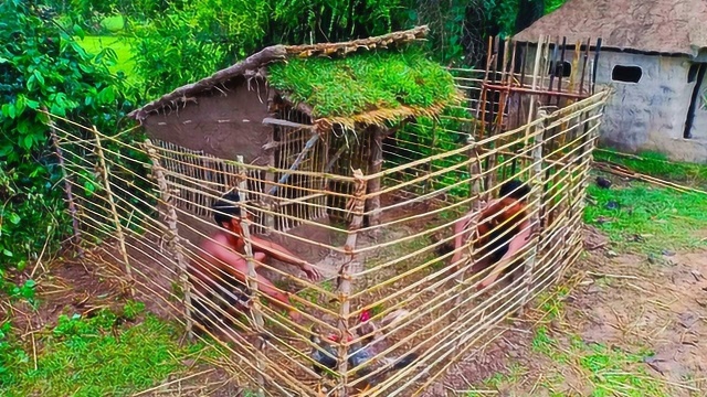 荒野大叔修建鸡舍,装上围栏,再也不用担心鸡跑了