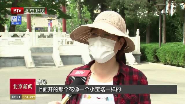 北京通惠河畔 “300多岁”的菩提树进入盛花期