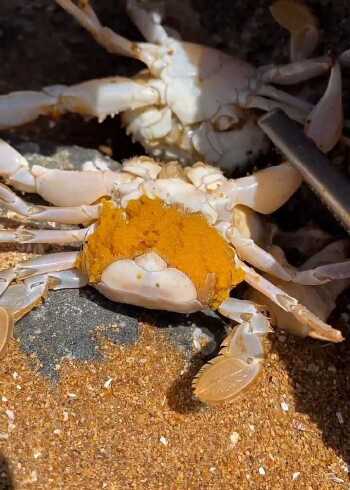 发现一只正在产卵的螃蟹,咱们就把给放了吧!