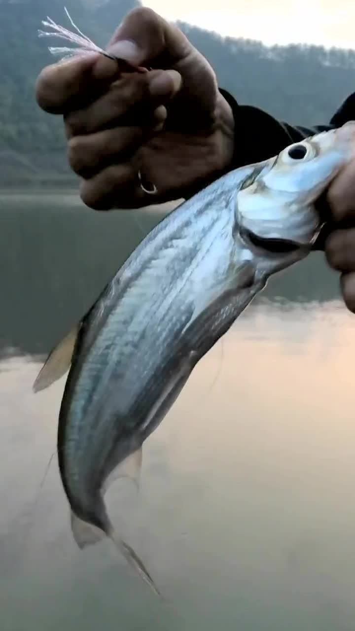 路亚铁板跳底,轻松钓获青稍鱼!