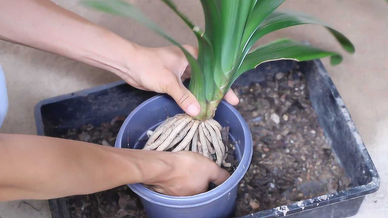 56月给君子兰配土上盆方法一样吗