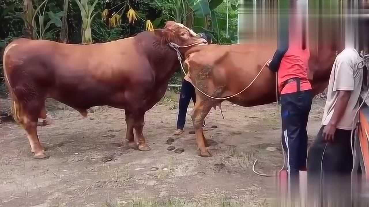 带大家看看农村专业户大姐是怎么给母牛配种的公牛母牛都很配合