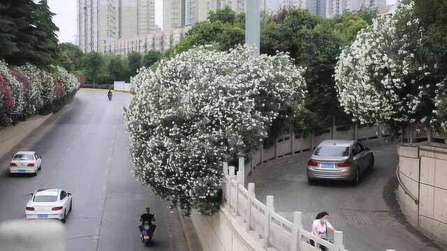 夹竹桃花夹道盛开 车辆经过好似行舟