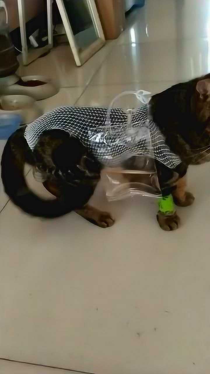 猫咪生病了还挂了一个尿袋太可怜了