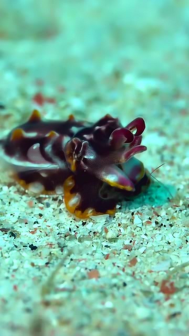 火焰乌贼,有毒的