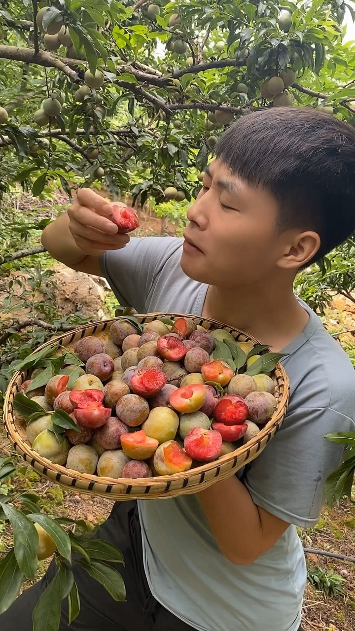 李子都吃过,红肉的李子你肯定没吃过