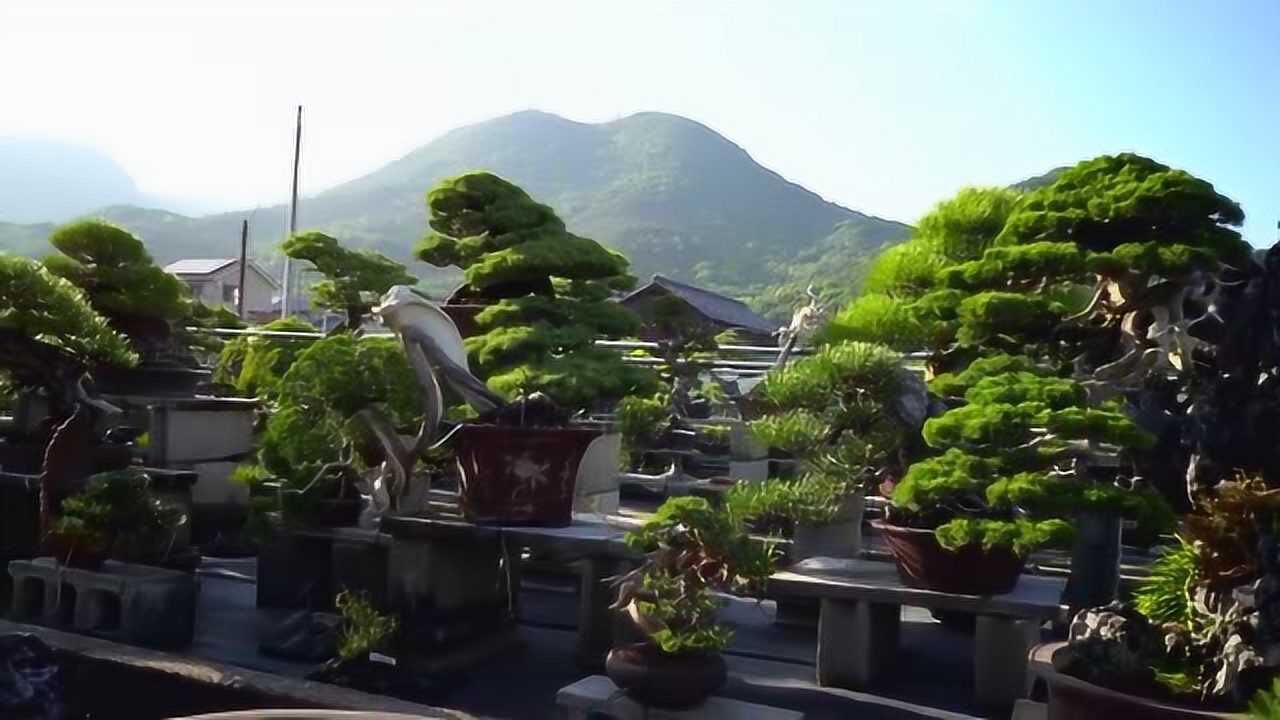 日本顶级盆景园图片