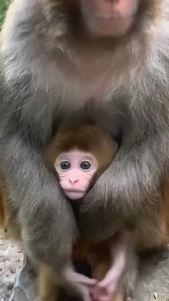 大猴子抱着小猴子这个画面看着真有意思网友我想摸一摸它