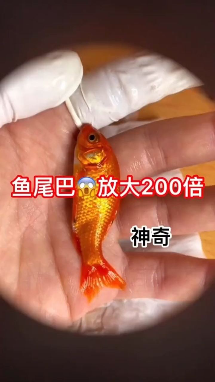 显微镜下鱼尾的真实面目，看到血液流动过程，让人叹为观止！_高清