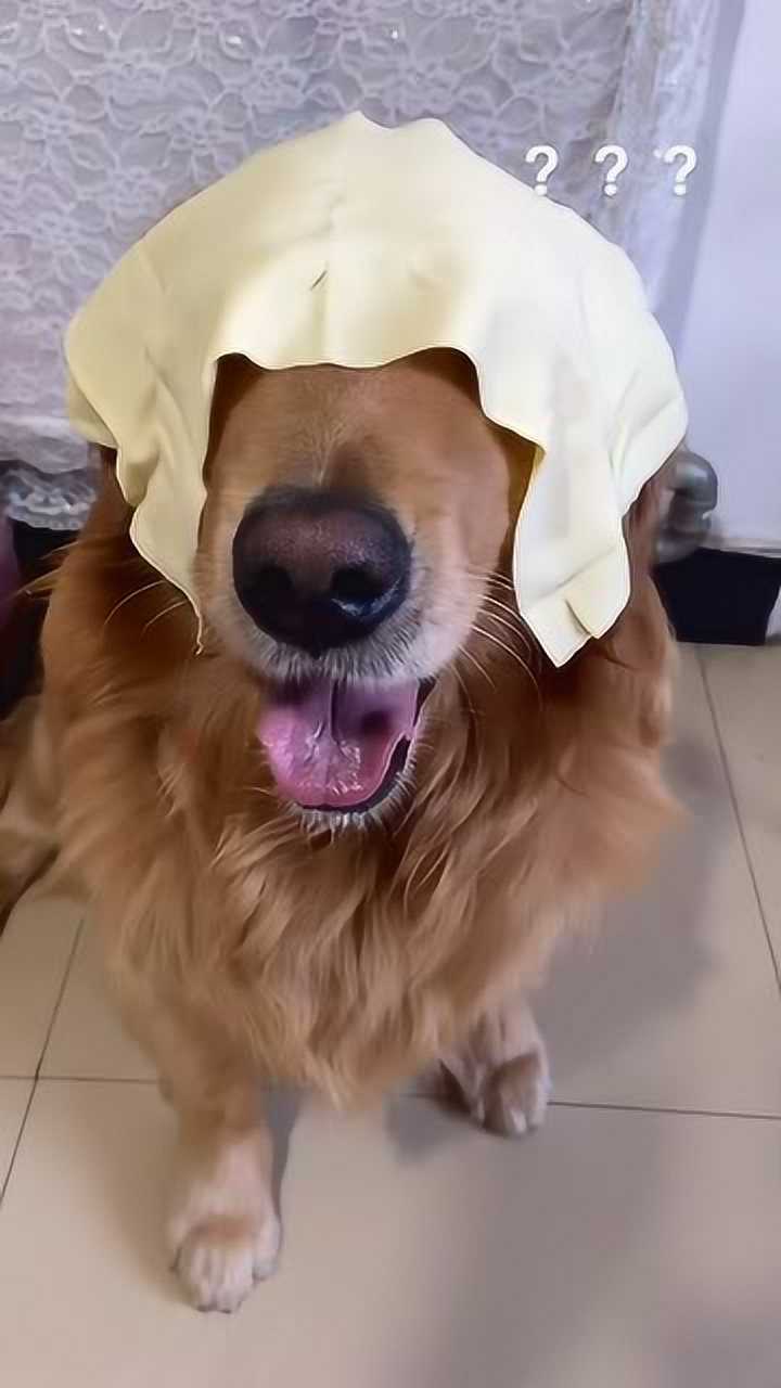 用干豆腐蒙住狗狗的眼睛,看它多久能摆脱_腾讯视频