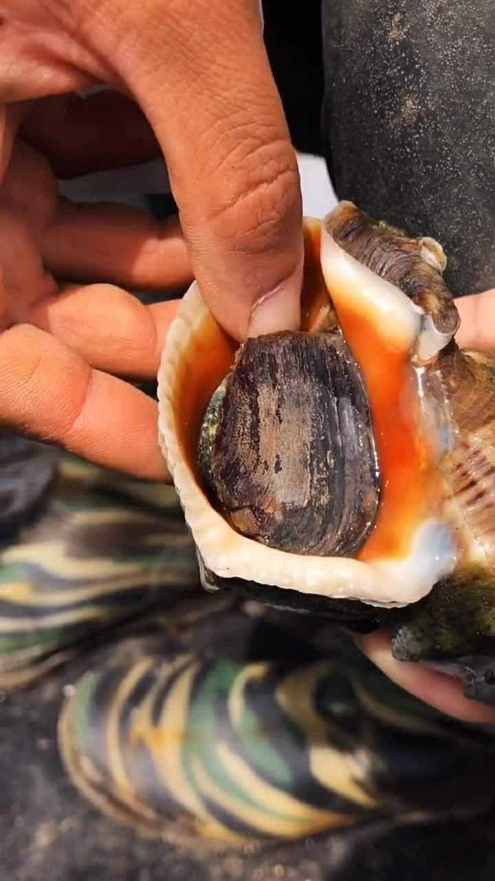 海螺是生长在泥土里的,而且是靠吃花蛤长大