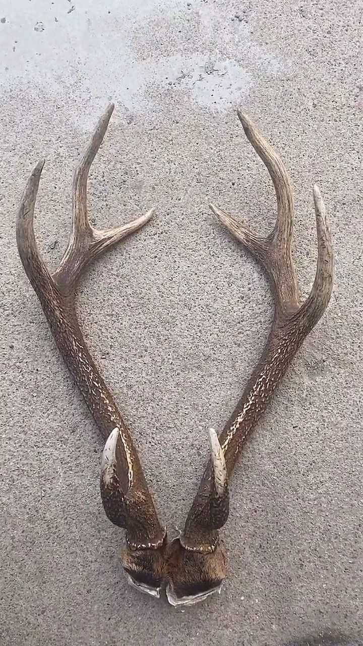 这一对鹿角真的特别漂亮,长的也非常的相似